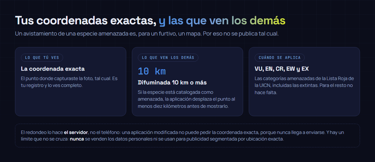 Esquema del difuminado de WildVisor: tú ves la coordenada exacta de tu avistamiento, y cuando la especie está catalogada como vulnerable, en peligro, en peligro crítico, extinta en estado silvestre o extinta, a los demás se les muestra desplazada al menos diez kilómetros. El redondeo lo hace el servidor, no el teléfono.